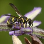 Wasp4.jpg