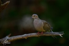 1200px_Mourning-Dove.jpg