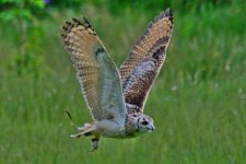owl3.jpg