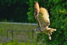 owl1.jpg