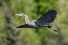 GBHFlight-370.jpg