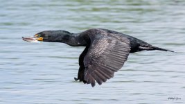 CormorantFlight-310.jpg
