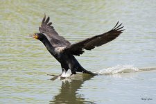 CormorantLanding-310.jpg