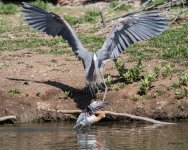 AvocetHeron-300.jpg