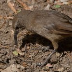 Thrasher4.jpg