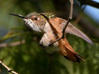 Hummer16.jpg