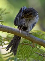 Bluebird2.jpg