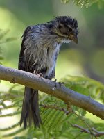 Bluebird3.jpg