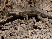 Lizard2.jpg