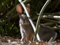 Rabbit.jpg