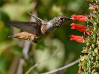 Hummer20.jpg