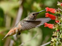 Hummer22.jpg