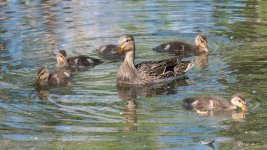 Ducklings-335.jpg