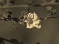 WhiteFlowerSepia.jpg