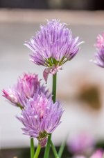 Nikonites Flower.jpg
