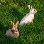 DSC_9925.jpg