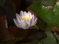 Waterlily.jpg