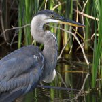 BlueHeron6.jpg