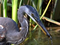 BlueHeron2.jpg