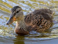 Duckling.jpg