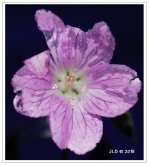 Rain battered cranesbill.jpg