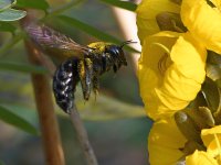 Bee.jpg