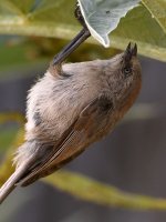 Tit8.jpg