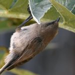 Tit9.jpg