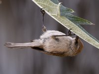 Tit15.jpg