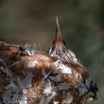Hummer6.jpg