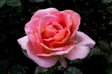 Rose 2 (1280x853).jpg