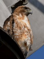 Hawk2.jpg