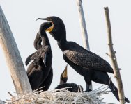 CormFeeding-301.jpg