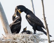 CormFeeding-302.jpg