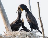 CormFeeding-303.jpg