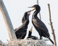 CormFeeding-304.jpg