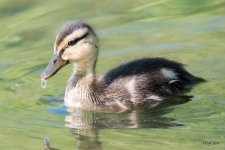 Duckling-302.jpg