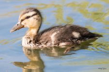 Duckling-303.jpg