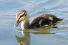 Duckling-304.jpg