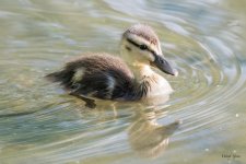 Duckling-300.jpg