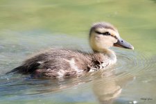 Duckling-301.jpg
