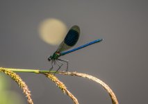 Banded Demoiselle.jpg