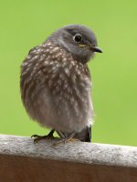 Bluebird.jpg