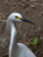 Egret.jpg