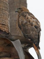 Hawk.jpg