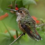 Hummer6.jpg