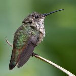Hummer16.jpg