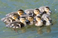 Ducklings-343.jpg