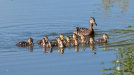 Ducklings-340.jpg