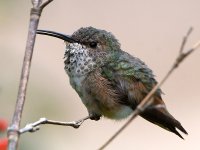Hummer9.jpg